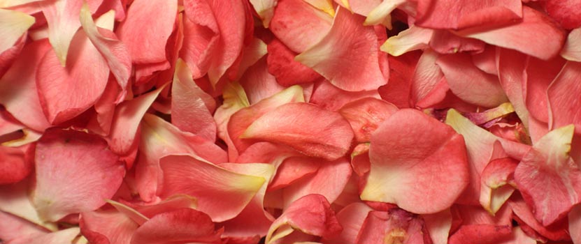 rose peals