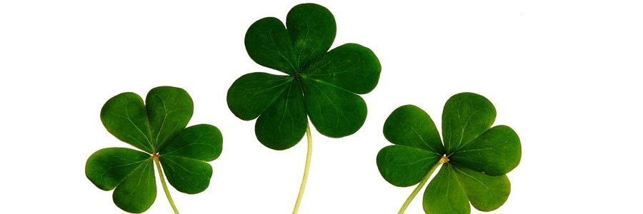 shamrock clover